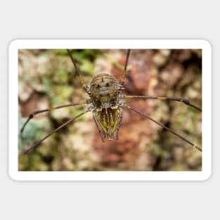 Unique and organic photo of a harvestman Sticker